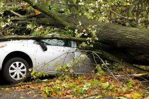 Broken Tree - Landed on Car