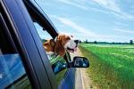 Beagle sticking it's head out the window while traveling in a blue car