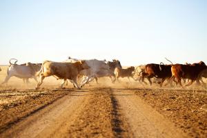 Cattle running across a dirt road